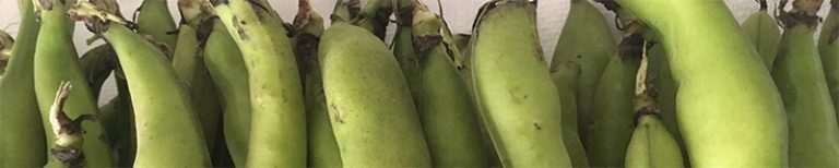 fava beans, one of favorite legumes in Sicily