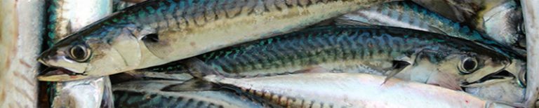 sardines are ubiquitous and tasty