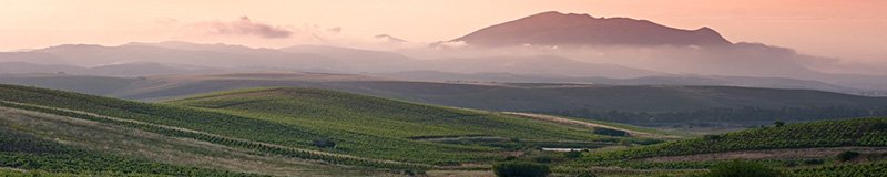 Evening setting over a sloping Sicilian vineyard