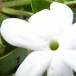 Jasmine plant with little white flowers which heavy perfume sultry nights in the city