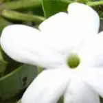 Jasmine plant with little white flowers which heavy perfume sultry nights in the city