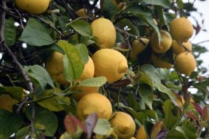 Sicilian lemon grove, food for and by the Gods