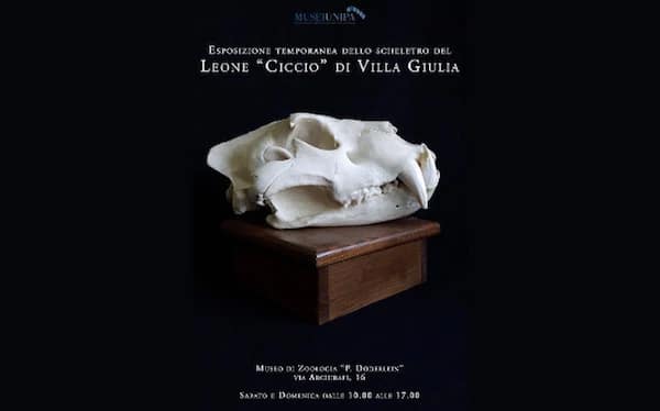 Zoological museum Doderlein organising an exposition on Ciccio the Lion