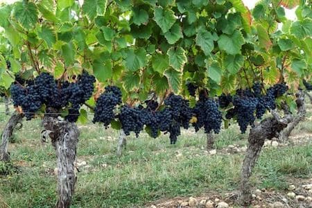 red Sicilian wine: Nocera grapes