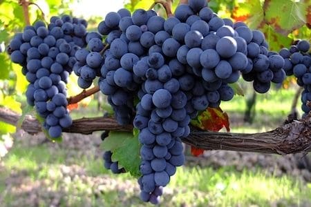 red Sicilian wine: nerello grapes