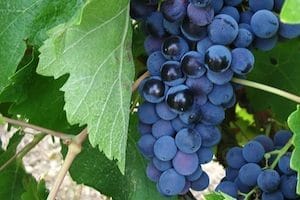 red Sicilian wine: nero d'avola grapes
