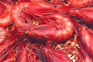 fresh red shrimp