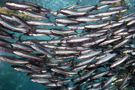 group of sardines swimming together, not a single sardine to be seen