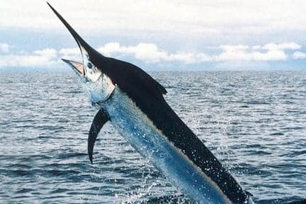 swordfish diving up from the sea