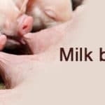 Milk braised pork loin