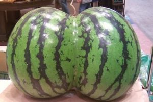 a nice watermelon