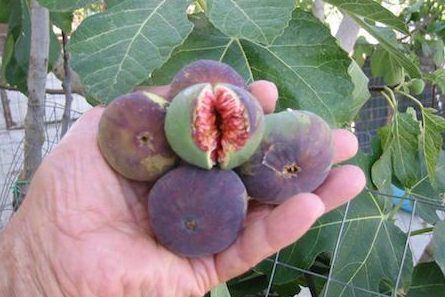 Figs Erotic fruit NASUKI.GURU lust desire and passion