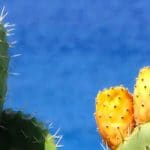prickly pears, fichi d'india