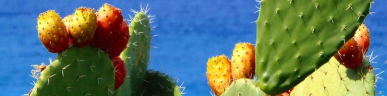 prickly pears, fichi d'india