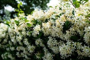 the smell of jasmine characterizes the city in summer