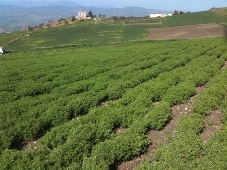 lentils growing in villaba
