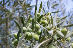olives waiting to be turned into oil