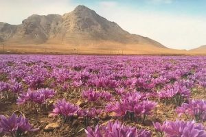 Saffron field in Iran