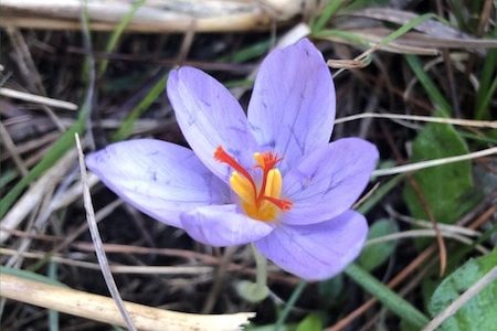 wild saffron, harmless and not precious