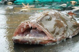 monkfish blues