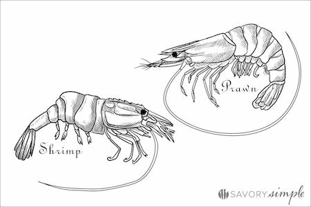 difference between shrimp and prawn