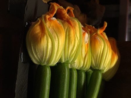 zucchine genovesi flowers
