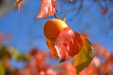autumn leaves on a persimmon tree